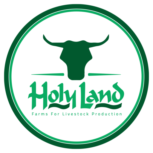 Holyland